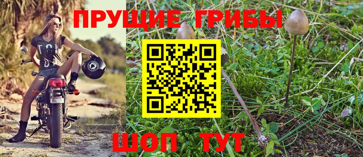 Прохладный  Псилоцибиновые грибы MAGIC MUSHROOMS  закладка  Вход с VPN 